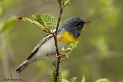 Paruline  collier (Northern Parula)