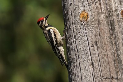 Pic maculé (Yellow-bellied Sapsucker)