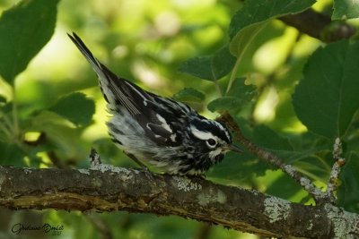 Paruline noir et blanc (Black-and-white Warbler) 