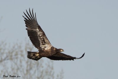 7/7 Pygargue à tête blanche (Bald Eagle)