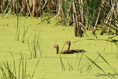 Dendrocygne  ventre noir (Black-bellied Whistling-Duck)