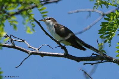 Coulicou  bec jaune (Yellow-billed Cuckoo)