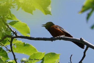 Oriole des vergers (Orchard Oriole)