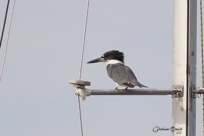 Martin pcheur d'Amrique (Belted Kingfisher)