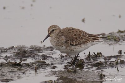 Bcasseau  croupion blanc (White-rumped Sandpiper)