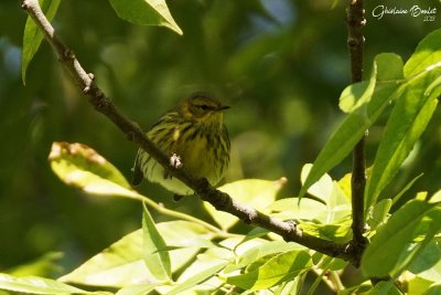 Paruline tigre (Cape May Warbler) 