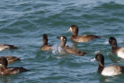 Macreuse  front blanc (Surf Scoter)