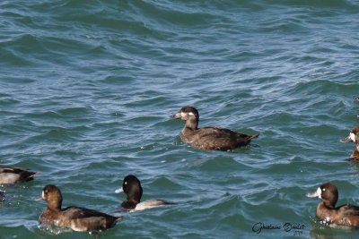 Macreuse  front blanc (Surf Scoter)