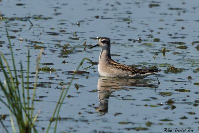 Phalarope  bec troit (Red-necked Phalarope