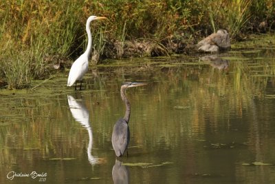 Grande Aigrette (Great Egret) - Grand Hron (Great Blue Heron) 