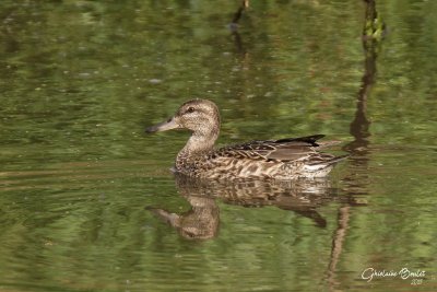 Sarcelle d'hiver (Green-winged Teal)