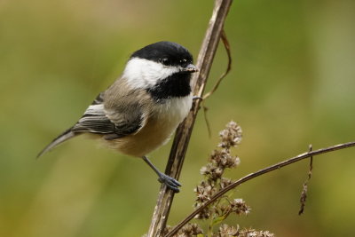 Msange  tte noire (Black-capped Chickadee) 