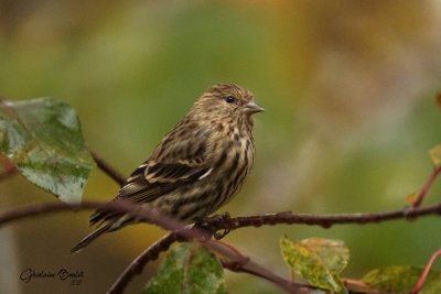 Tarin des pins (Pine Siskin)