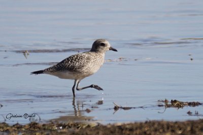 Pluvier argent (Black-bellied Plover)