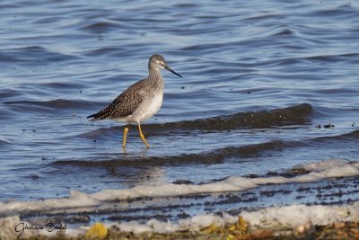 Grand Chevalier (Greater Yellowlegs)