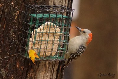 Pic  ventre roux (Red-bellied Woodpecker)