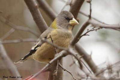 Gros-bec errant (Evening Grosbeak)