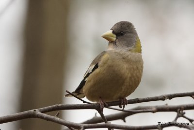 Gros-bec errant (Evening Grosbeak)