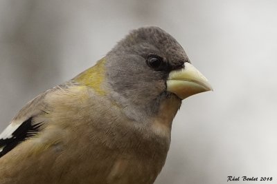 Gros-bec errant (Evening Grosbeak)