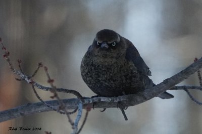 Quiscale rouilleux (Rusty Blackbird)