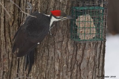 Grand Pic (Pileated Woodpecker)