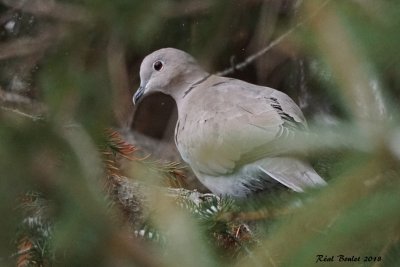 Tourterelle turque (Eurasian Collared-Dove)