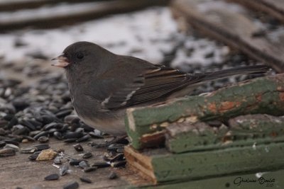 Junco ardois- Barres alaires (Dark-eyed Junco)