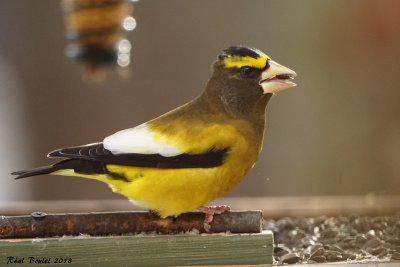 Gros-bec errant (Evening Grosbeak)