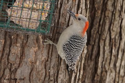 Pic  ventre roux (Red-bellied Woodpecker)