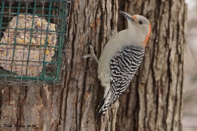 Pic  ventre roux (Red-bellied Woodpecker)