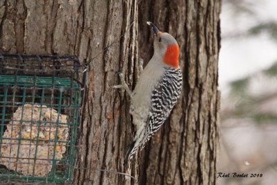 Pic  ventre roux (Red-bellied Woodpecker)