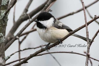 Black Capped Chickadee 
