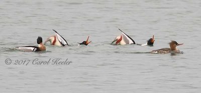 Gallery:Mergansers-Hooded and Common