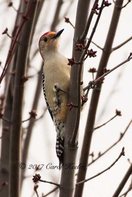 Red Bellied Woodpecker 
