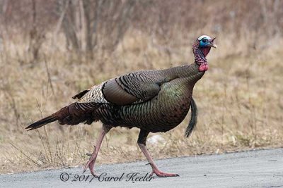 Why Did the Tom Cross the Road?