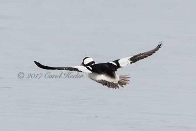 Flight of the Bufflehead 