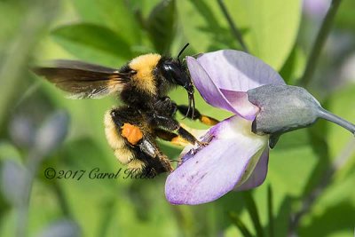 Yellow Bumble Bee- Fang