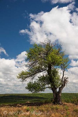 Lone Tree 
