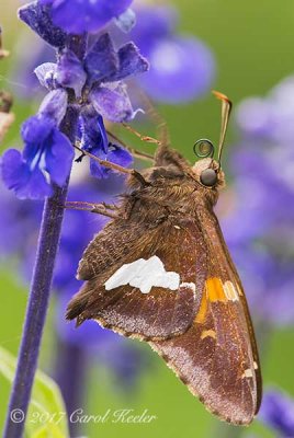 Silver Spotted Skipper 