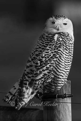 Snowy Owl 