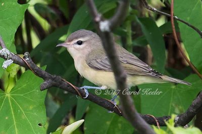 Warbling Vireo 