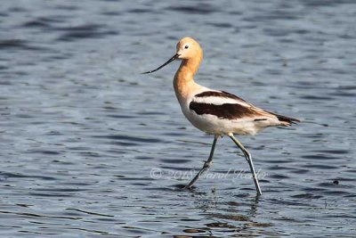 American Avocet