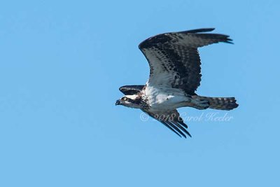 Osprey_in_a_Hurry