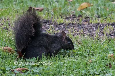 My Yard's First Black Squirrel