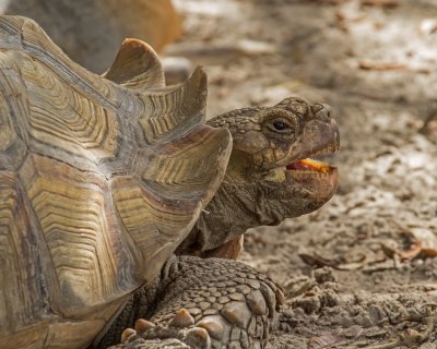 AFRICAN SPURRED TORTOISE 100ppi IMG_8064 2 copy.jpg