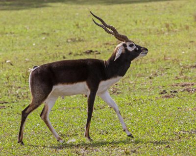 BLACKBUCK Male 100ppi IMG_8096 copy.jpg