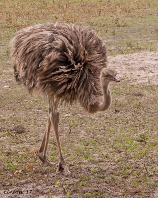 OSTRICH, Female 100ppi IMG_8013 copy.jpg