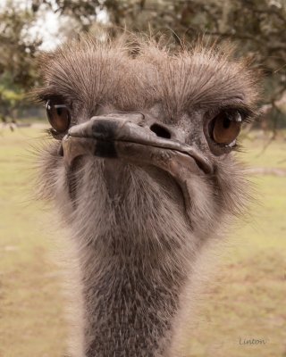 OSTRICH 100ppi IMG_8021 copy.jpg
