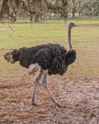 OSTRICH MALE 100ppi IMG_8017 copy.jpg