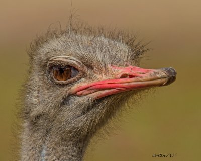 OSTRICH MALE 100ppi IMG_8078 2 copy.jpg